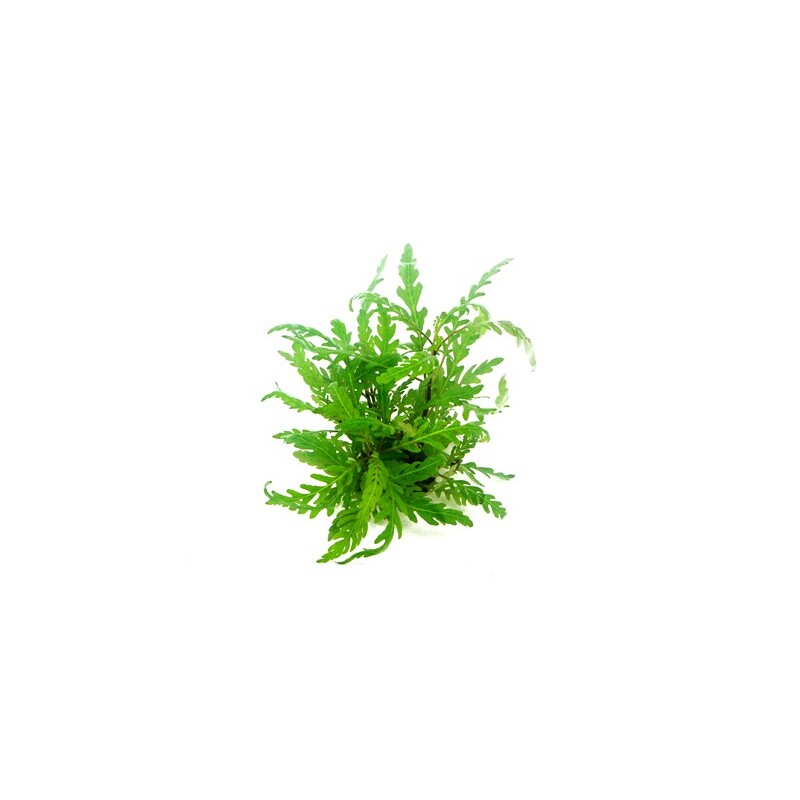 Dennerle Hygrophila pinnatifida In-Vitro  