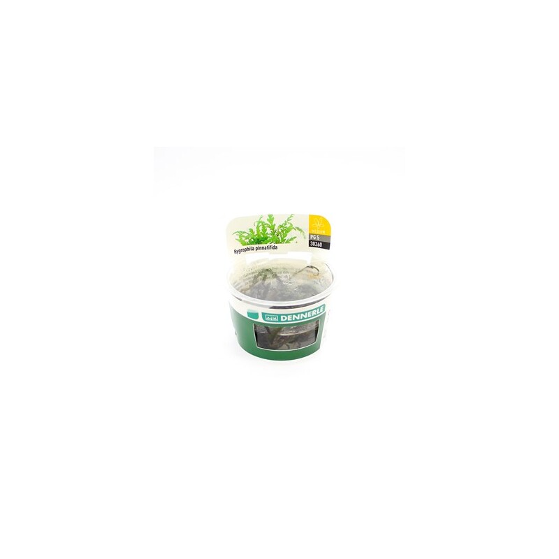 Dennerle Hygrophila pinnatifida In-Vitro  