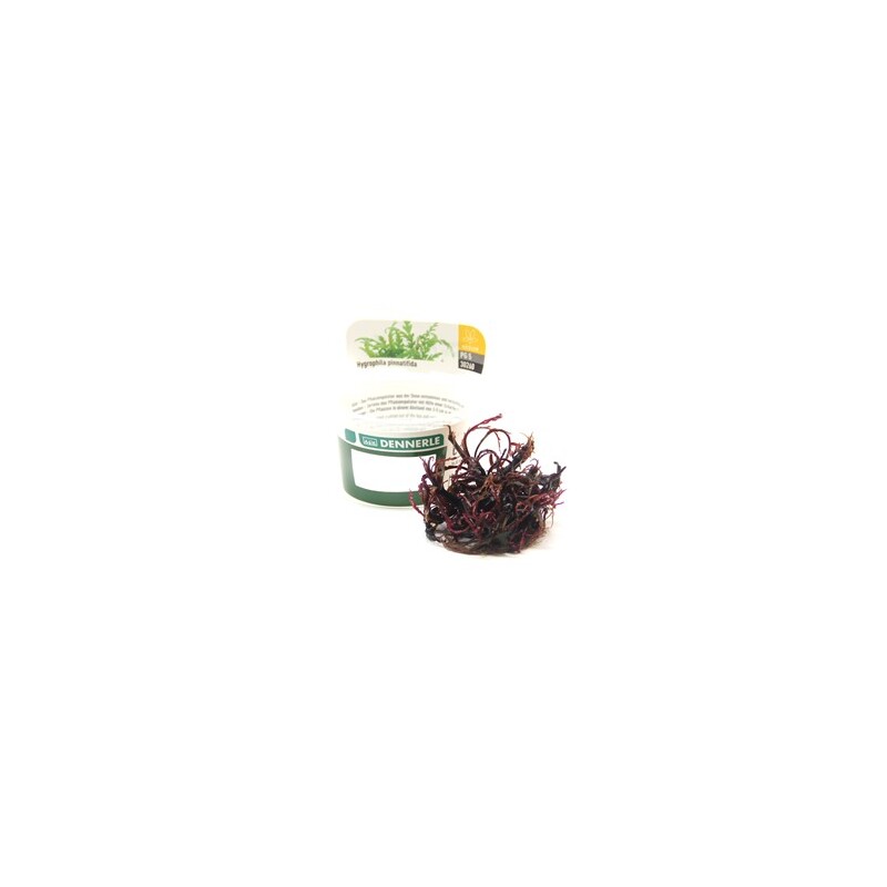 Dennerle Hygrophila pinnatifida In-Vitro  