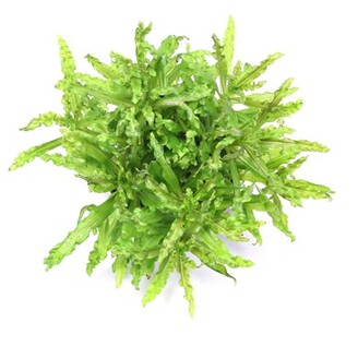 Dennerle Pogostemon helferi In-Vitro 