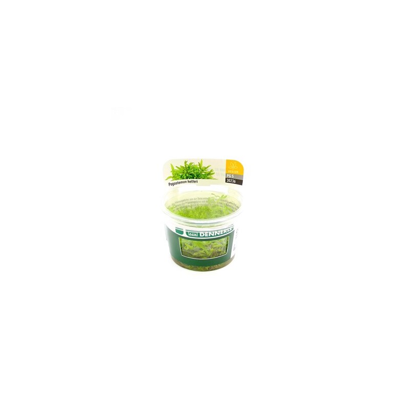 Dennerle Pogostemon helferi In-Vitro 