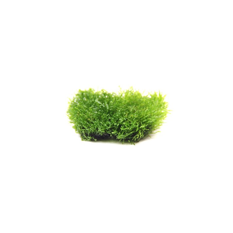 Dennerle Riccardia chamedryfolia In-Vitro 