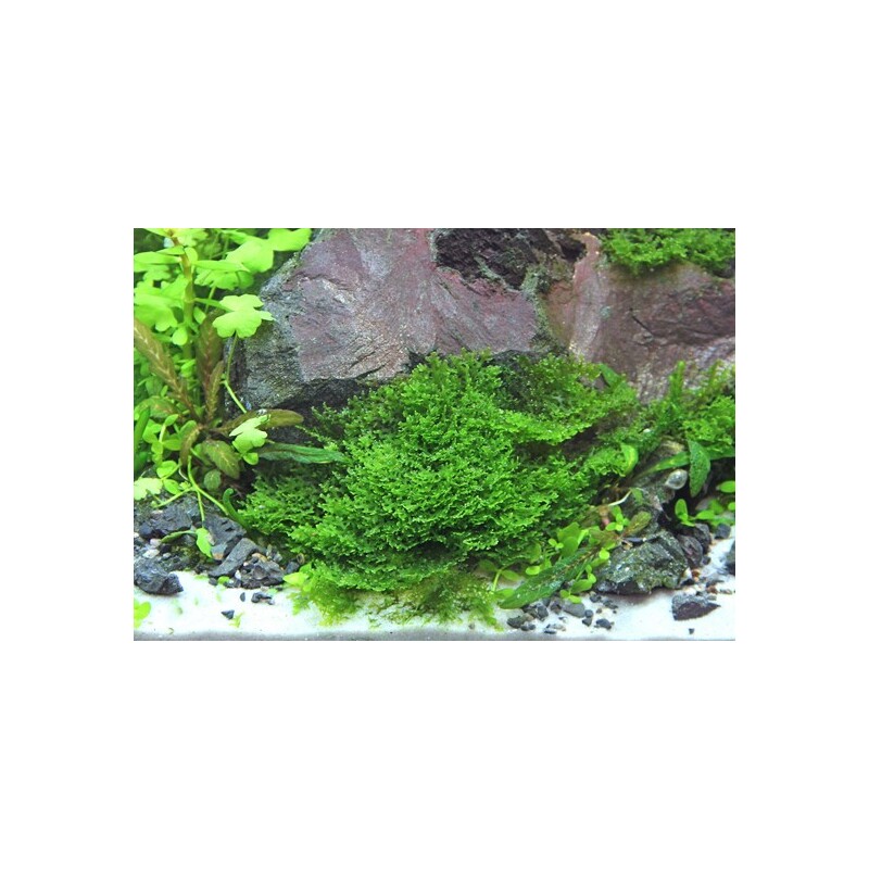 Dennerle Riccardia chamedryfolia In-Vitro 