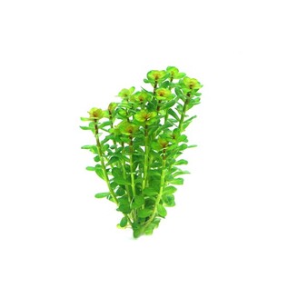 Dennerle Rotala indica In-Vitro