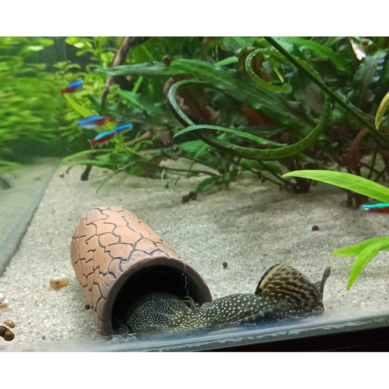 Pleco cave S