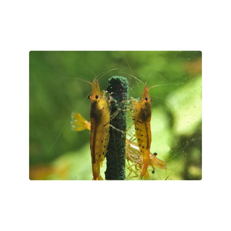 GlasGarten – Shrimp Lollies – Artemie tyčinky 8 ks