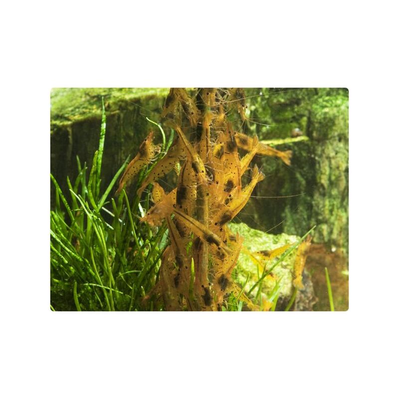 GlasGarten – Shrimp Lollies – Artemie tyčinky 8 ks