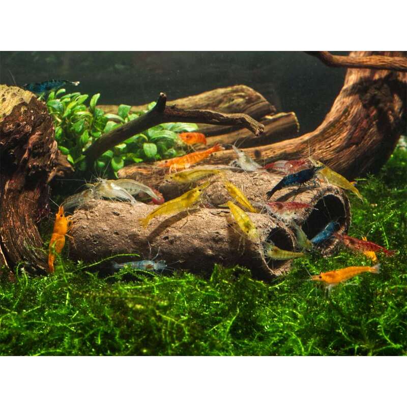 GlasGarten – Crispy Caves S 9 ks