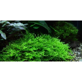 Tropica Taxiphyllum 'Spiky' 1-2 Grow!