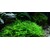 Tropica Taxiphyllum 'Spiky' 1-2 Grow!