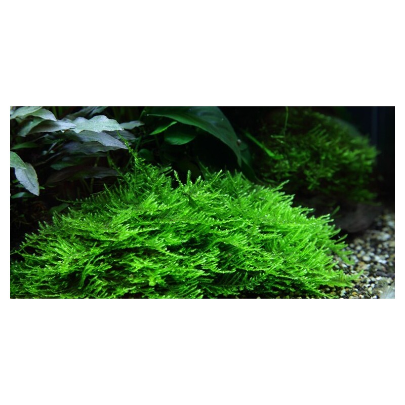 Tropica Taxiphyllum 'Spiky' 1-2 Grow!