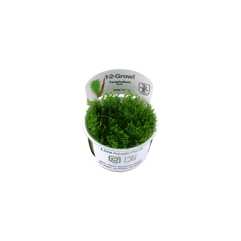 Tropica Taxiphyllum 'Spiky' 1-2 Grow!