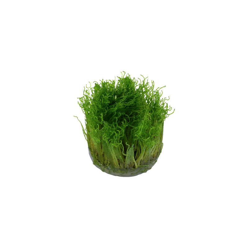 Tropica Taxiphyllum 'Spiky' 1-2 Grow!