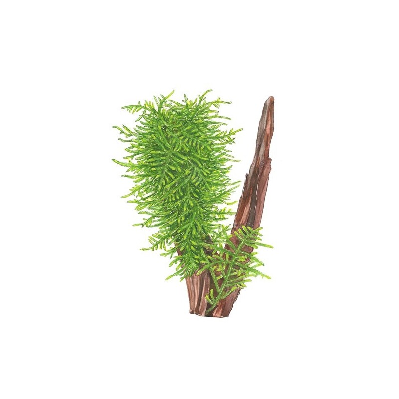 Tropica Taxiphyllum 'Spiky' 1-2 Grow!