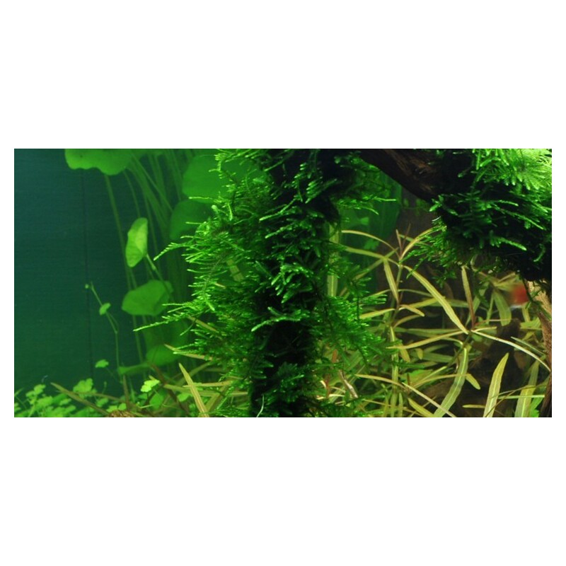 Tropica Taxiphyllum 'Spiky' 1-2 Grow!