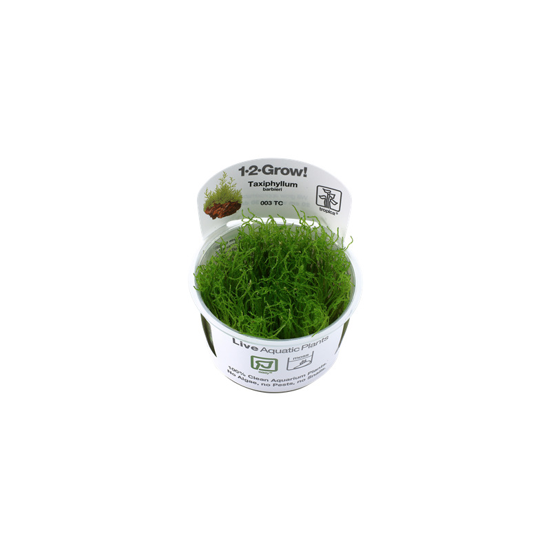 Tropica Taxiphyllum barbieri 1-2 Grow!
