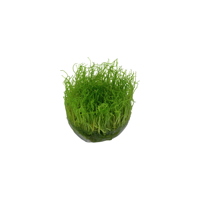 Tropica Taxiphyllum barbieri 1-2 Grow!