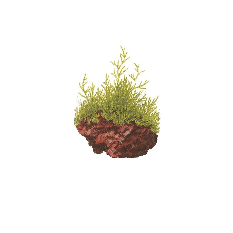 Tropica Taxiphyllum barbieri 1-2 Grow!