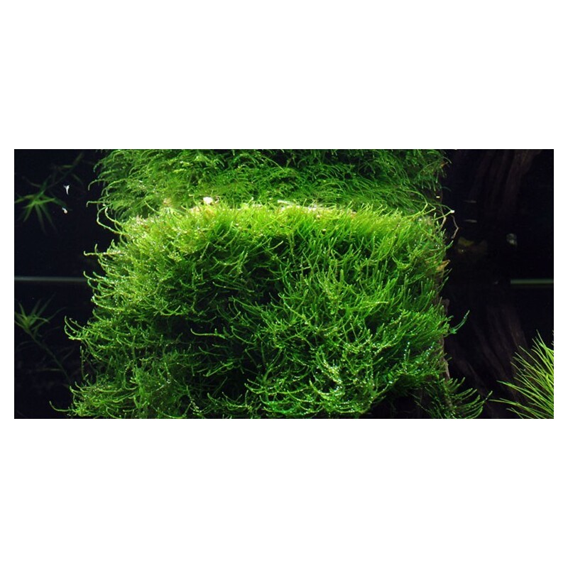 Tropica Taxiphyllum barbieri 1-2 Grow!