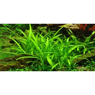 Tropica Sagittaria subulata In-Vitro 1-2 Grow!