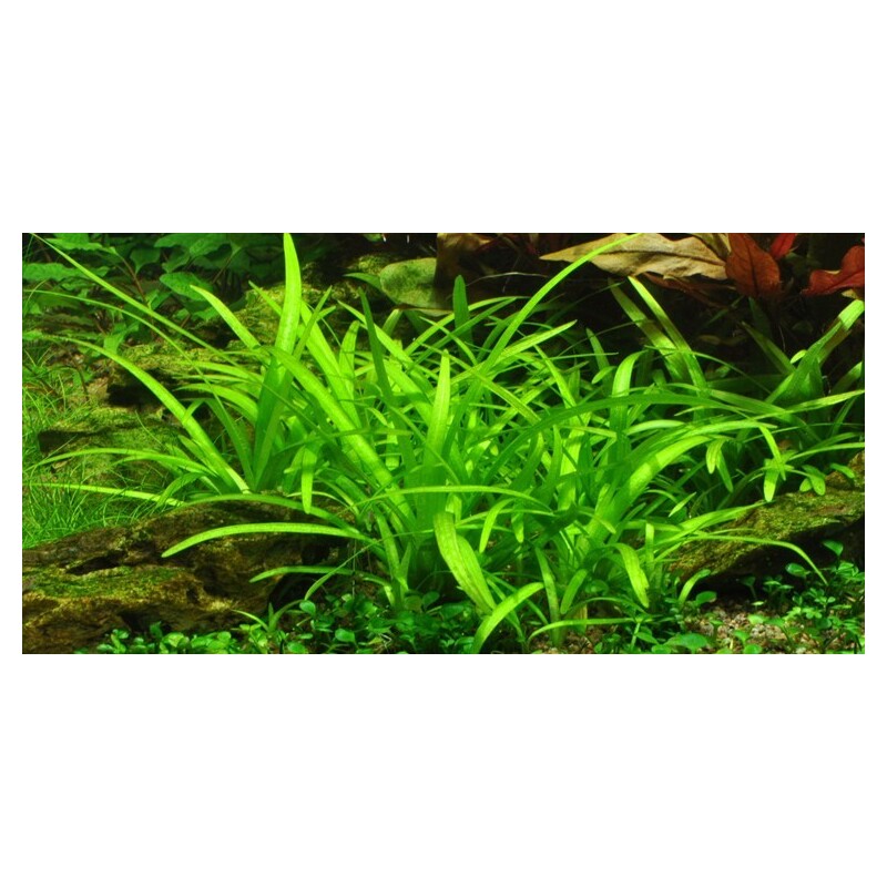 Tropica Sagittaria subulata In-Vitro 1-2 Grow!