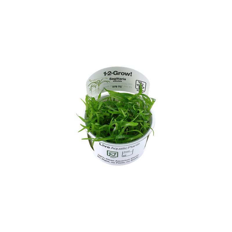 Tropica Sagittaria subulata In-Vitro 1-2 Grow!