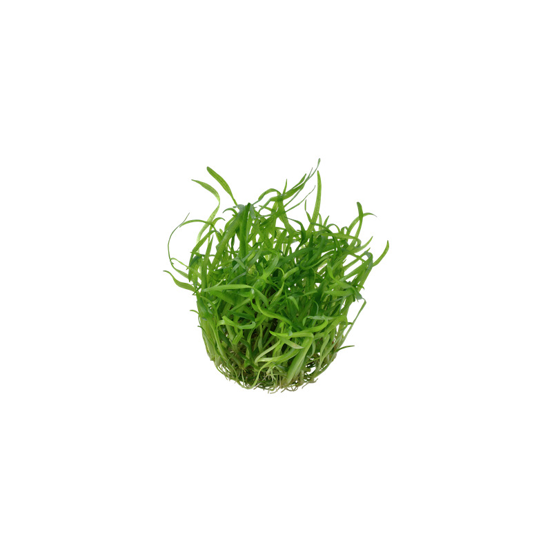 Tropica Sagittaria subulata In-Vitro 1-2 Grow!