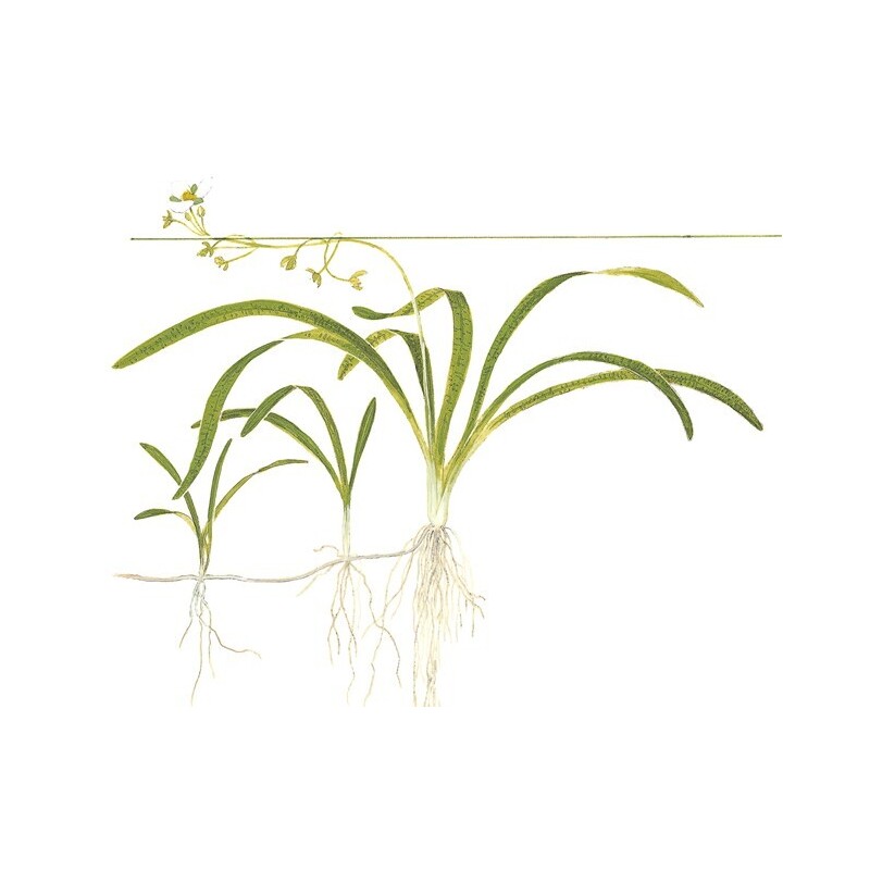 Tropica Sagittaria subulata In-Vitro 1-2 Grow!