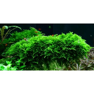 Tropica Vesicularia dubyana 'Christmas' 1-2 Grow!