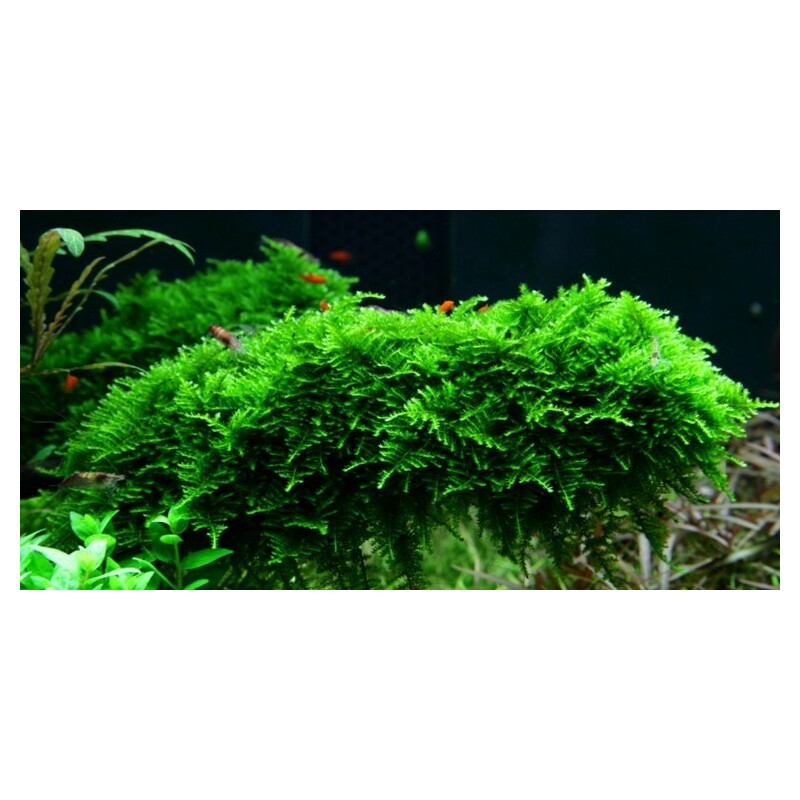 Tropica Vesicularia dubyana 'Christmas' 1-2 Grow!