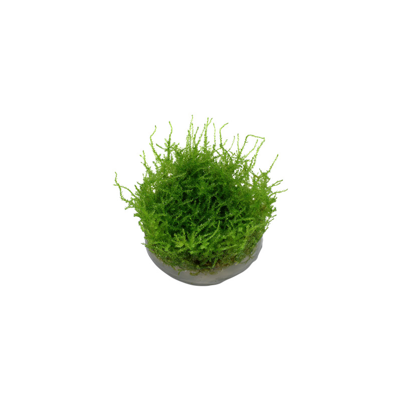 Tropica Vesicularia dubyana 'Christmas' 1-2 Grow!