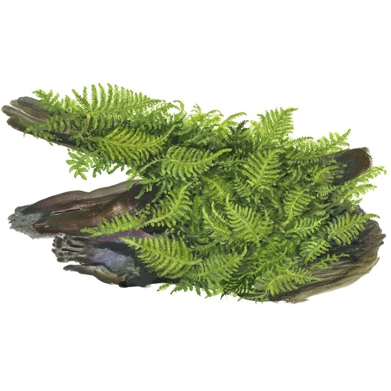 Tropica Vesicularia dubyana 'Christmas' 1-2 Grow!