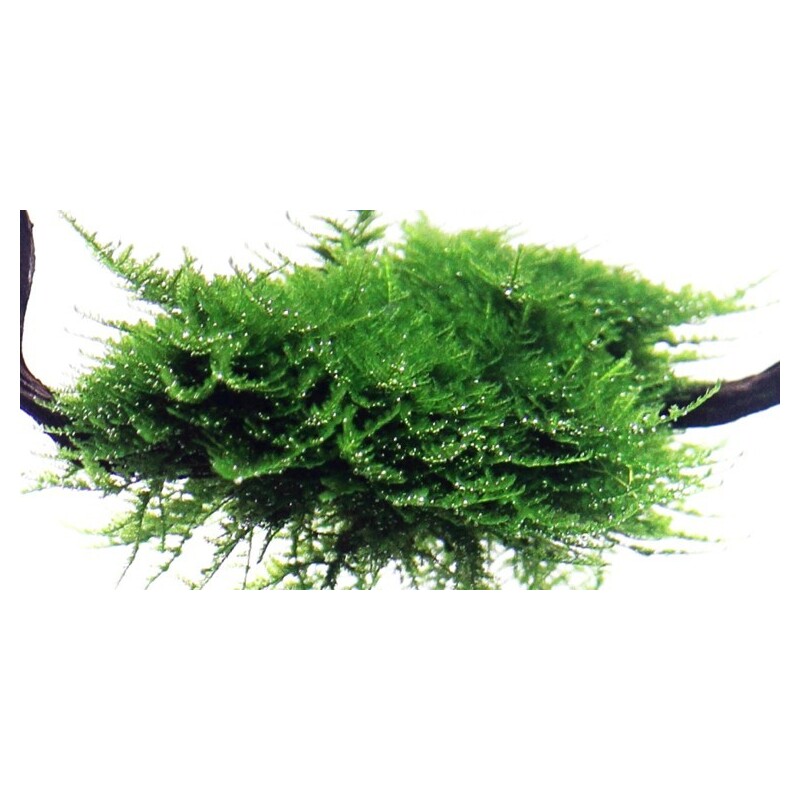 Tropica Vesicularia dubyana 'Christmas' 1-2 Grow!