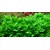 Tropica Staurogyne repens 1-2-Grow!