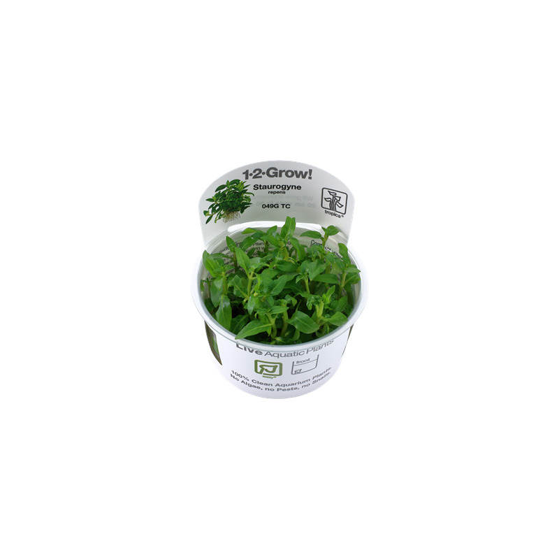 Tropica Staurogyne repens 1-2-Grow!