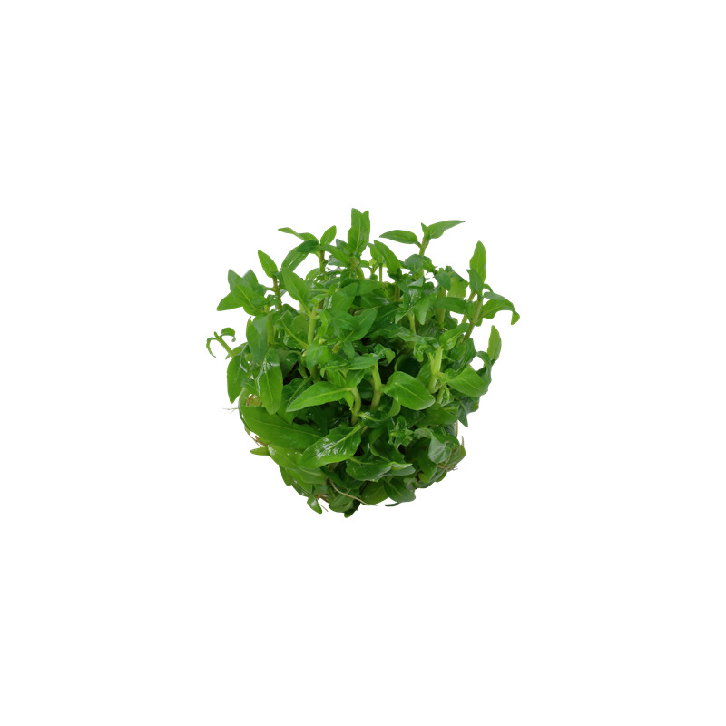 Tropica Staurogyne repens 1-2-Grow!