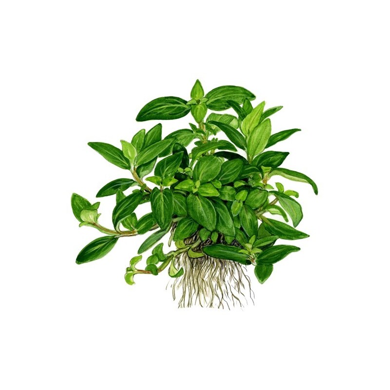 Tropica Staurogyne repens 1-2-Grow!