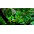 Tropica Cryptocoryne wendtii 'Green' 1-2 Grow!