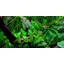 Tropica Cryptocoryne wendtii 'Green' 1-2 Grow!