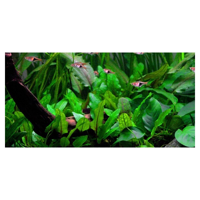 Tropica Cryptocoryne wendtii 'Green' 1-2 Grow!