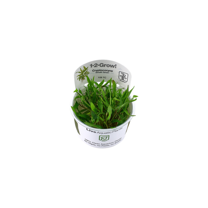 Tropica Cryptocoryne wendtii 'Green' 1-2 Grow!