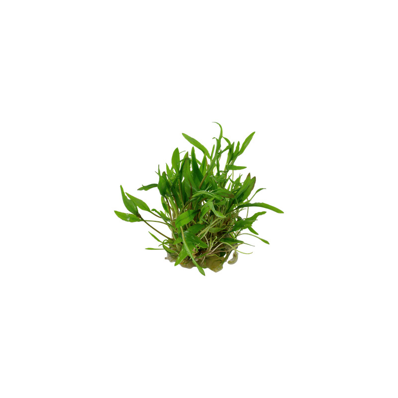 Tropica Cryptocoryne wendtii 'Green' 1-2 Grow!