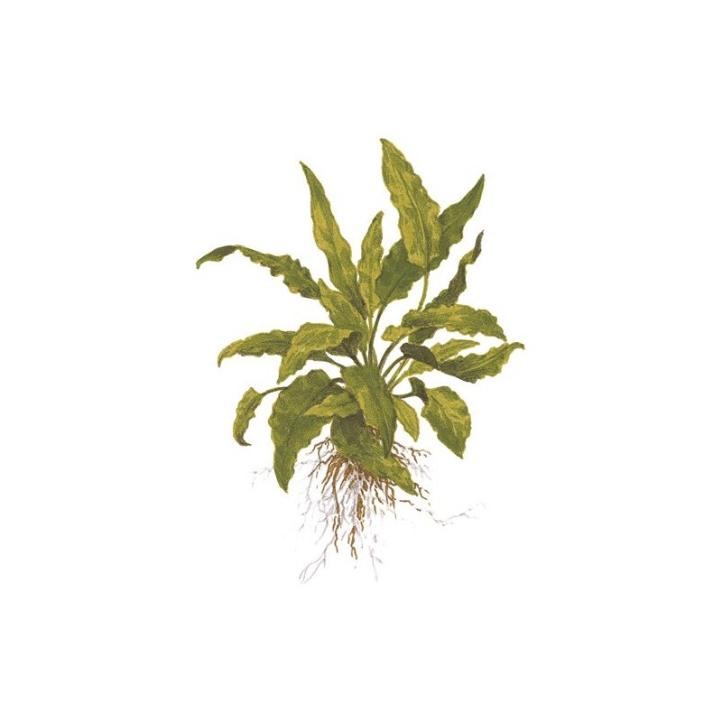 Tropica Cryptocoryne wendtii 'Green' 1-2 Grow!