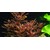 Tropica Rotala macrandra 1-2 Grow!