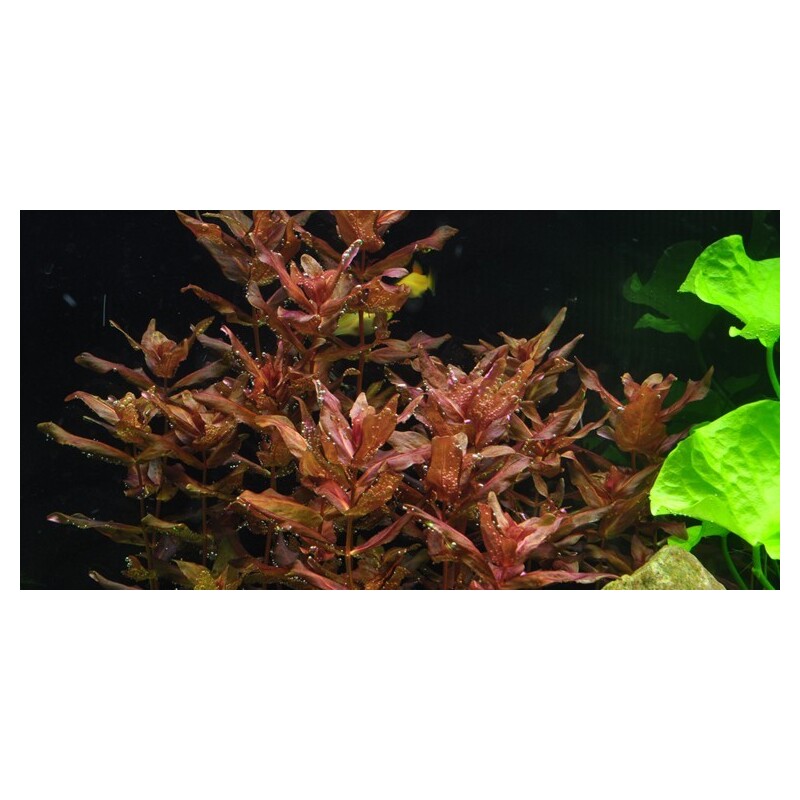 Tropica Rotala macrandra 1-2 Grow!