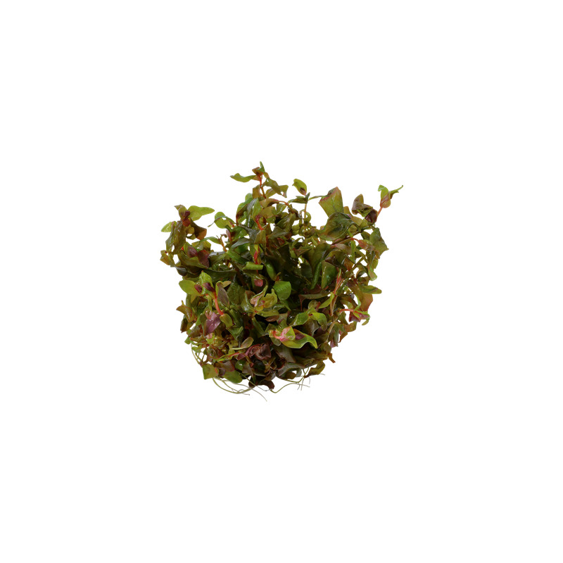 Tropica Rotala macrandra 1-2 Grow!