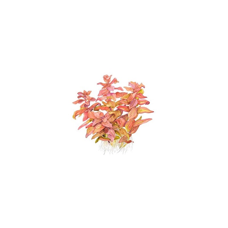 Tropica Rotala macrandra 1-2 Grow!