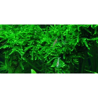 Tropica Vesicularia ferriei Weeping 1-2 Grow!