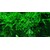 Tropica Vesicularia ferriei Weeping 1-2 Grow!
