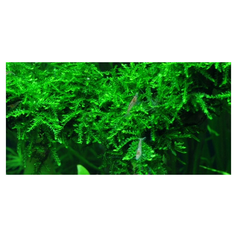 Tropica Vesicularia ferriei Weeping 1-2 Grow!